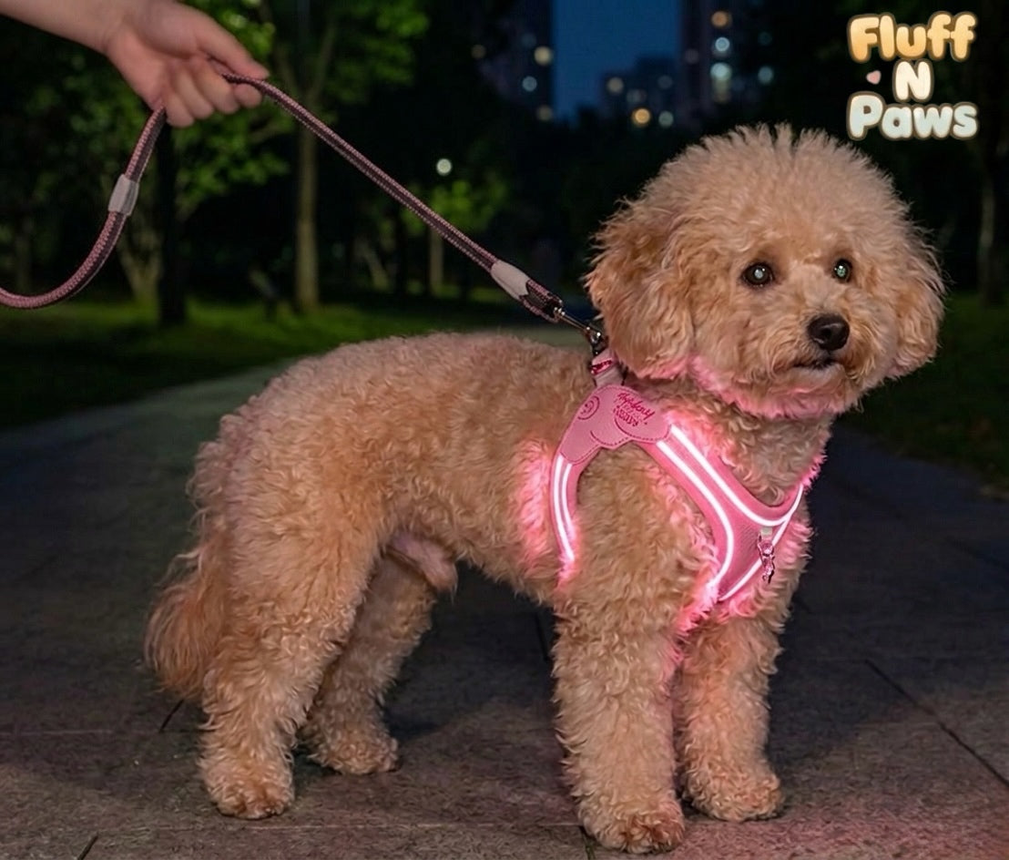 Light in the Dark Harness & Leash