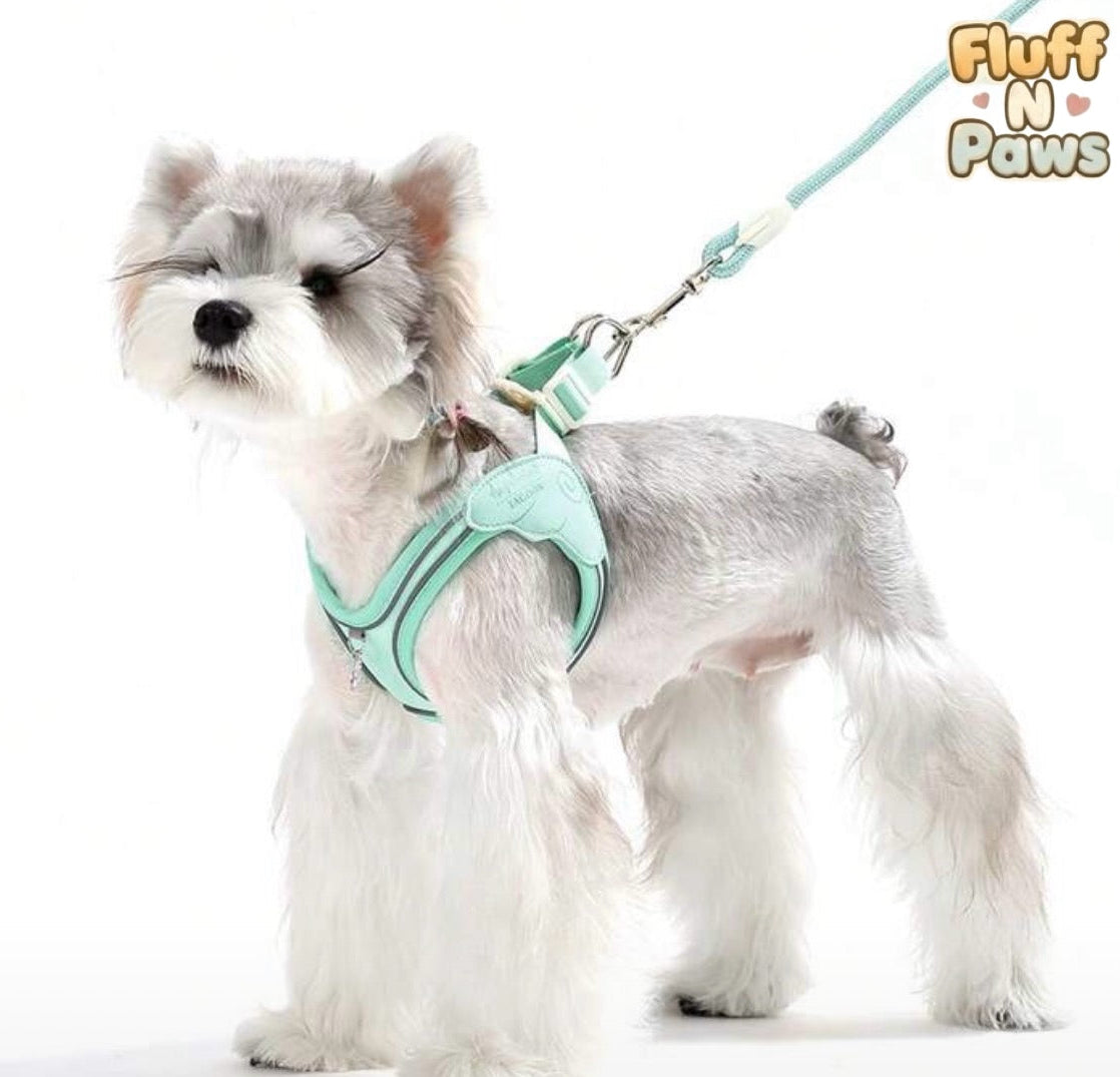 Light in the Dark Harness & Leash